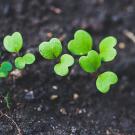 row of seedlings in moist dirt