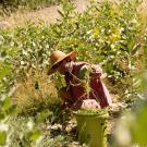 a volunteer bending down to pick weeds in the Arboretum
