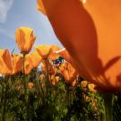 Golden Poppies