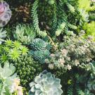 Succulent Plants